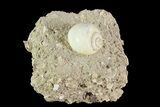 Eocene Fossil Gastropod (Globularia) - Damery, France #73808-1